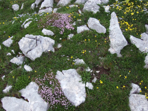 Fioriture in quota
